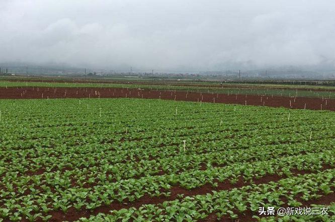 农业大变天？裸果要提价？新政策落地，国家投真金白银，好好干