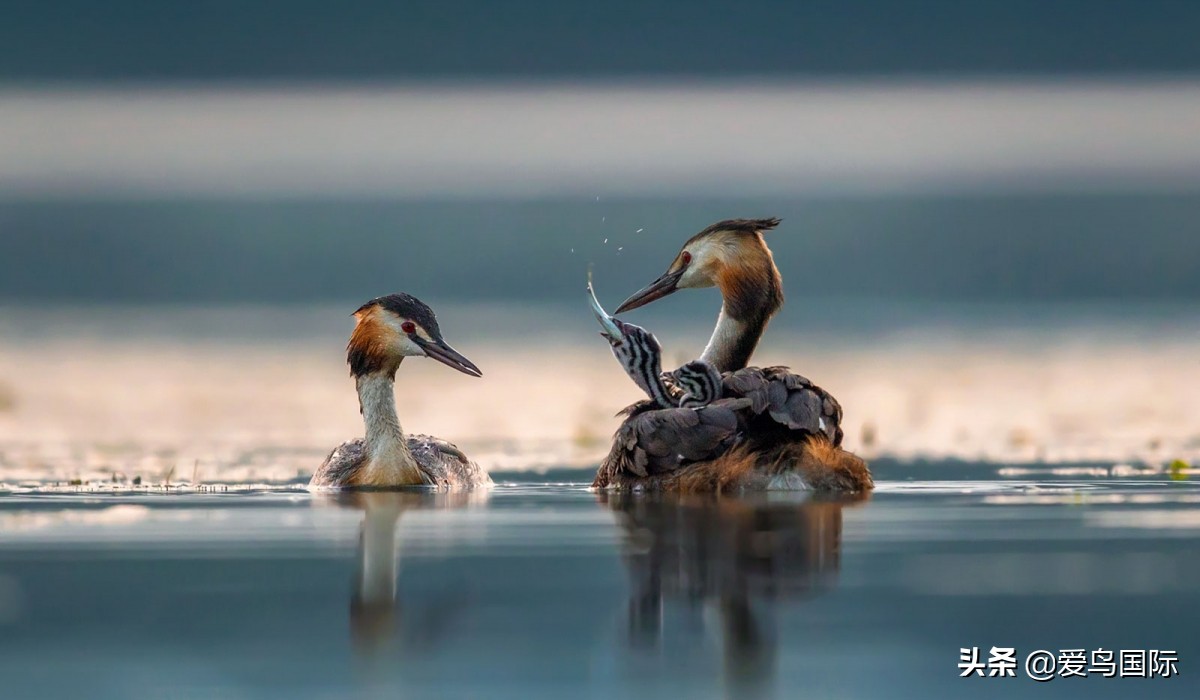 观鸟作品,观鸟优秀作品