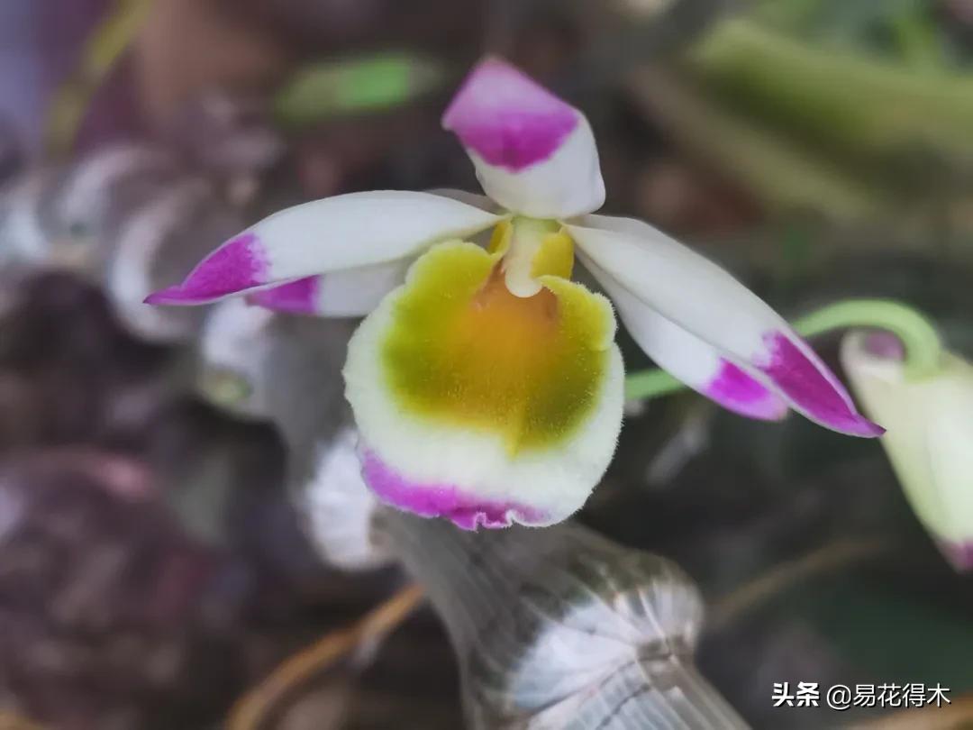 石斛分类小知识,石斛多少种哪一种比较好