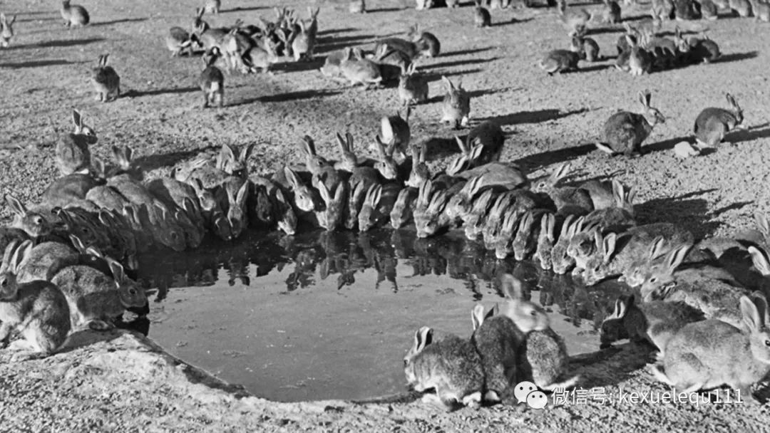 杀死一只兔子的预兆,杀死兔子的方法