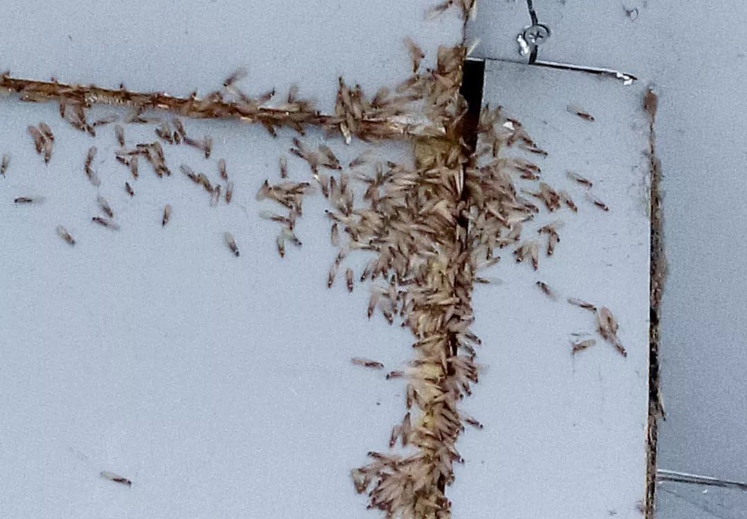 苏州家里有白蚁怎么办,太仓公寓白蚁预防防治哪家好