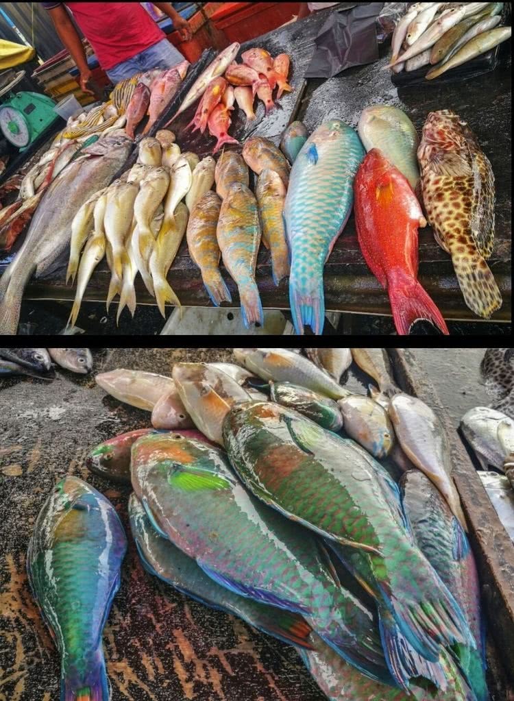 海南海边码头海鲜,海南海鲜开海