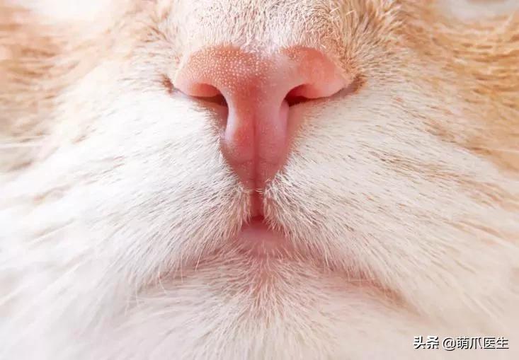 猫咪舔鼻子代表着什么,猫咪舔鼻子是什么原因