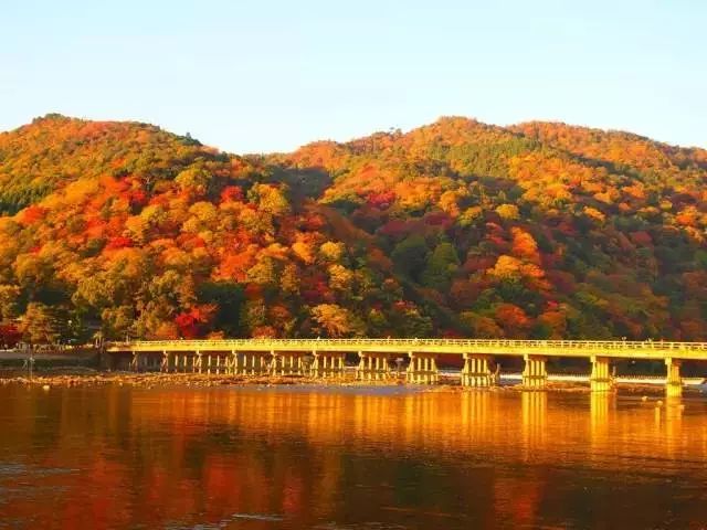 做个‘追枫少女’领略红叶之美！