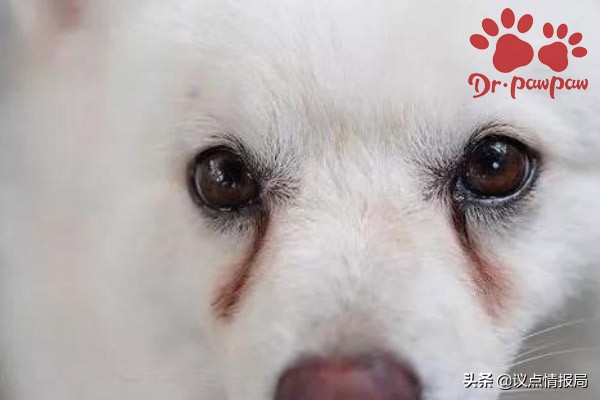 普安特治狗癣效果怎么样,普安特宠物眼药水