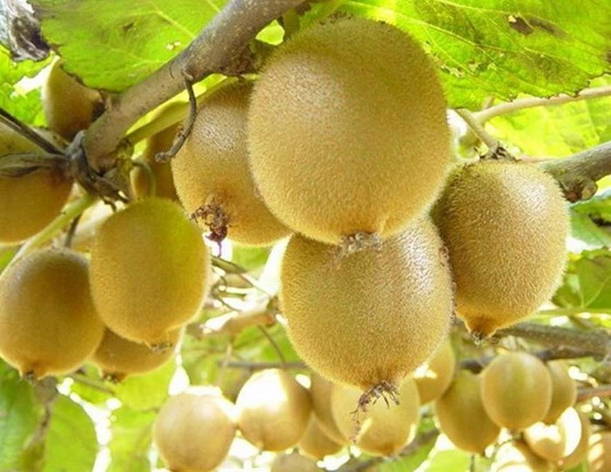 百种水果,100种果子大全