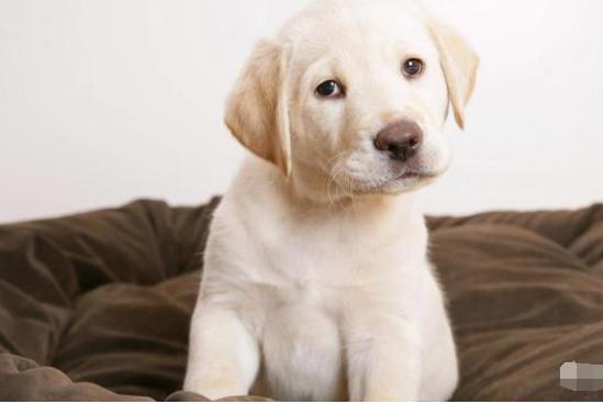 成都人一般说方言还是普通话,重庆话与成都话到底区别有多大