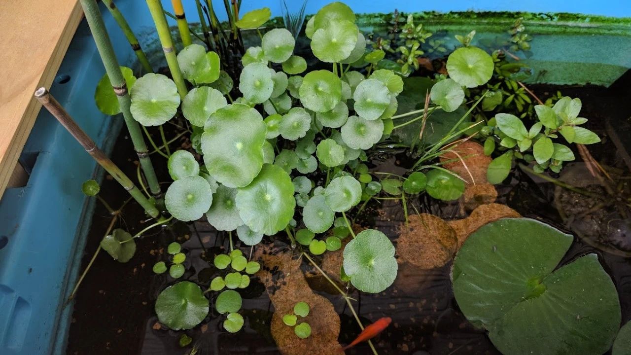 铜钱草水养的正确方法和步骤,12种铜钱草怎么养