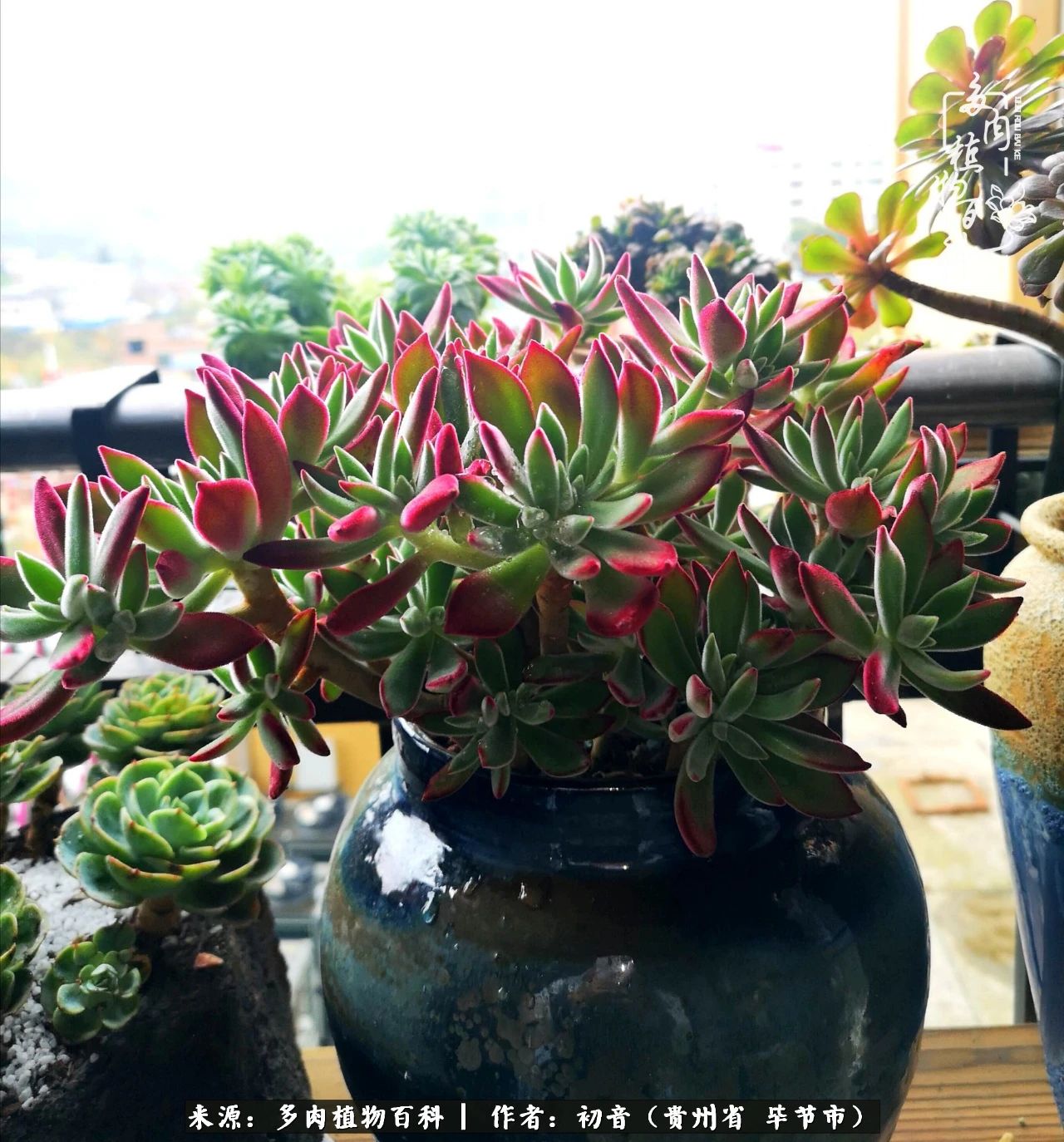 和多肉共度美好时光,与多肉一起成长