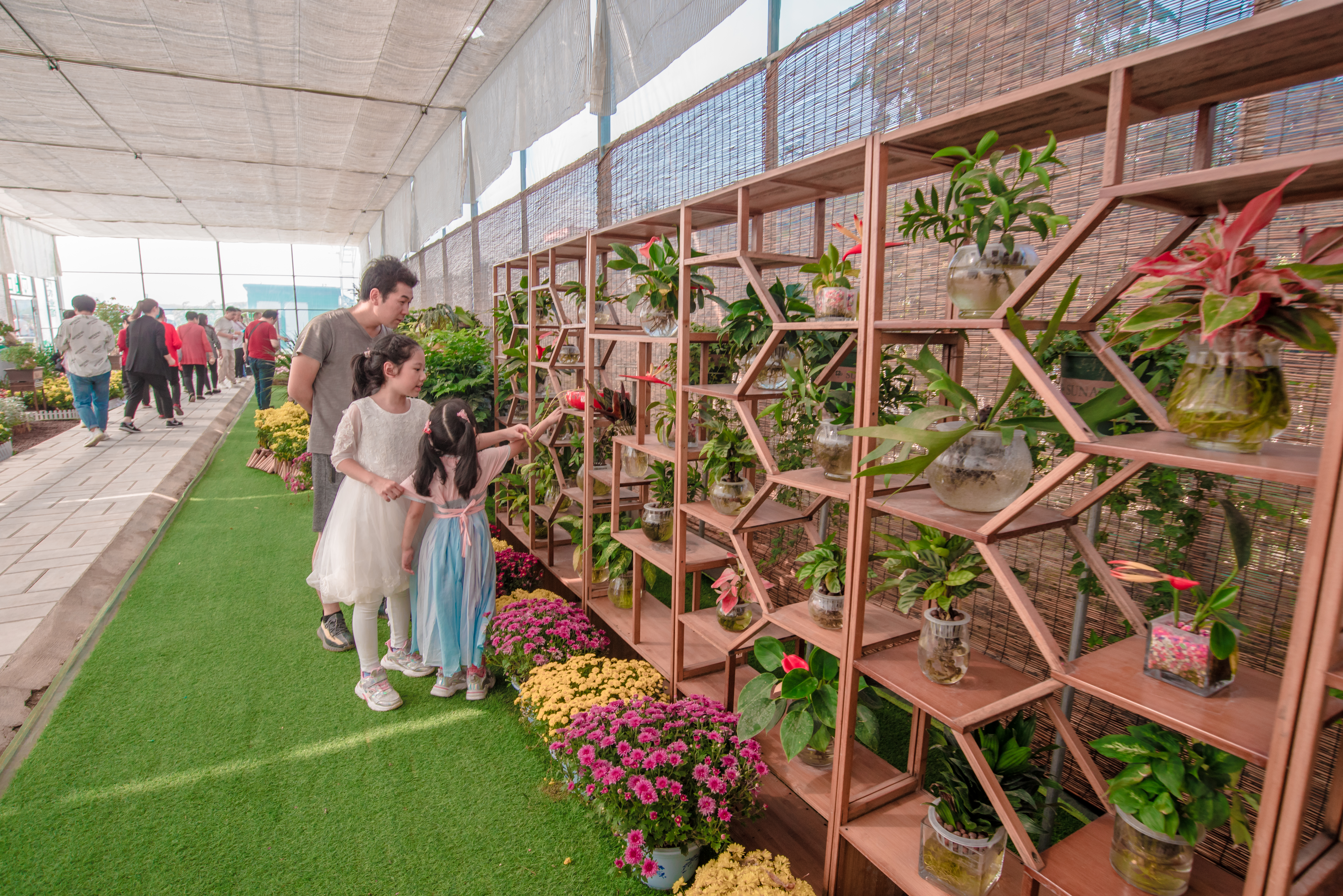 西安菊花节9.9元门票,爱菊菊花节怎么去