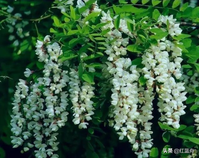 乡情散记：金城十里槐花香