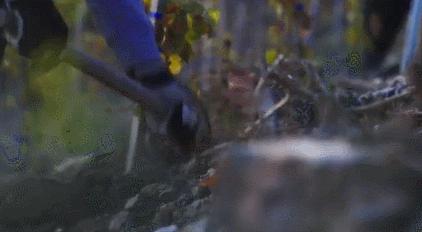 雷司令1987,雷司令588岁生日酒会