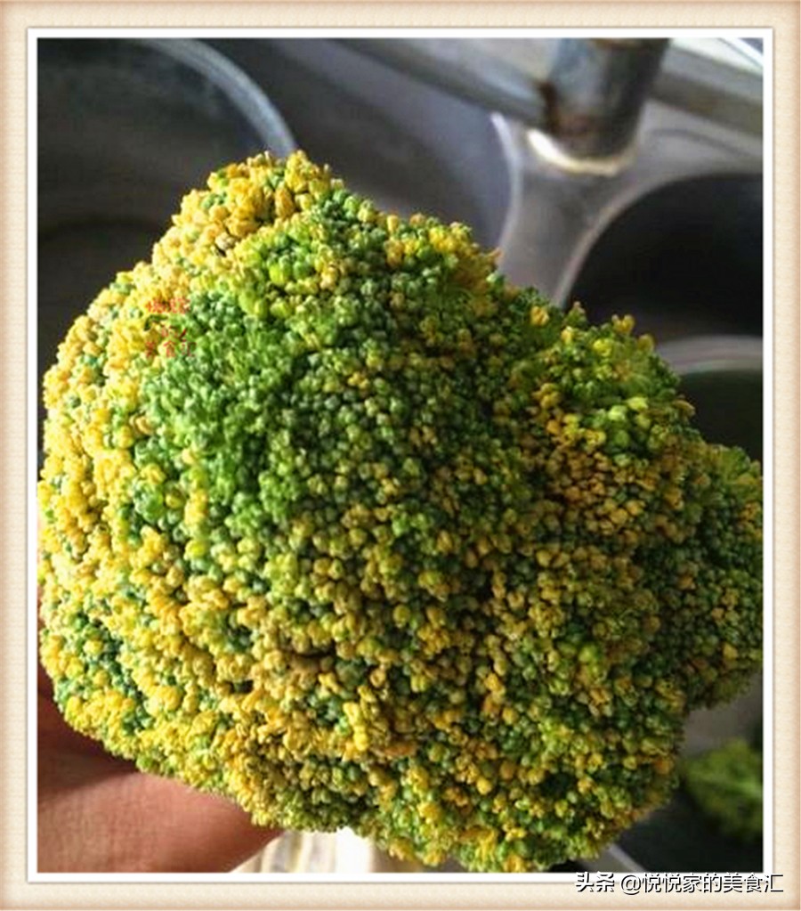 西兰花在冰箱里发黄了还能吃吗,熟西兰花可以放几个小时