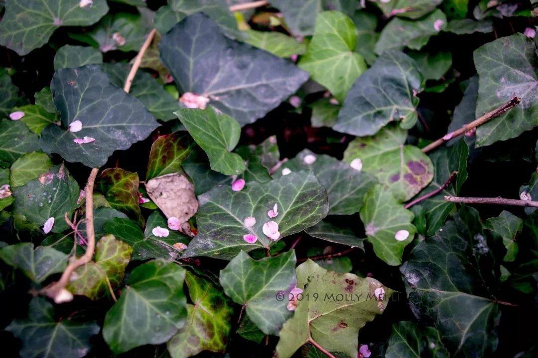 康泰时f2镜头评测,康泰时contaxg21f2.8镜头