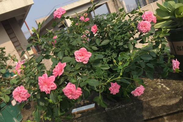 微月“恋人印记”花色非常的多变，一株花上同时出现多种花色