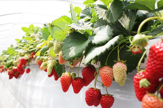 又大又甜的草莓多少钱一颗,最好吃的草莓价钱