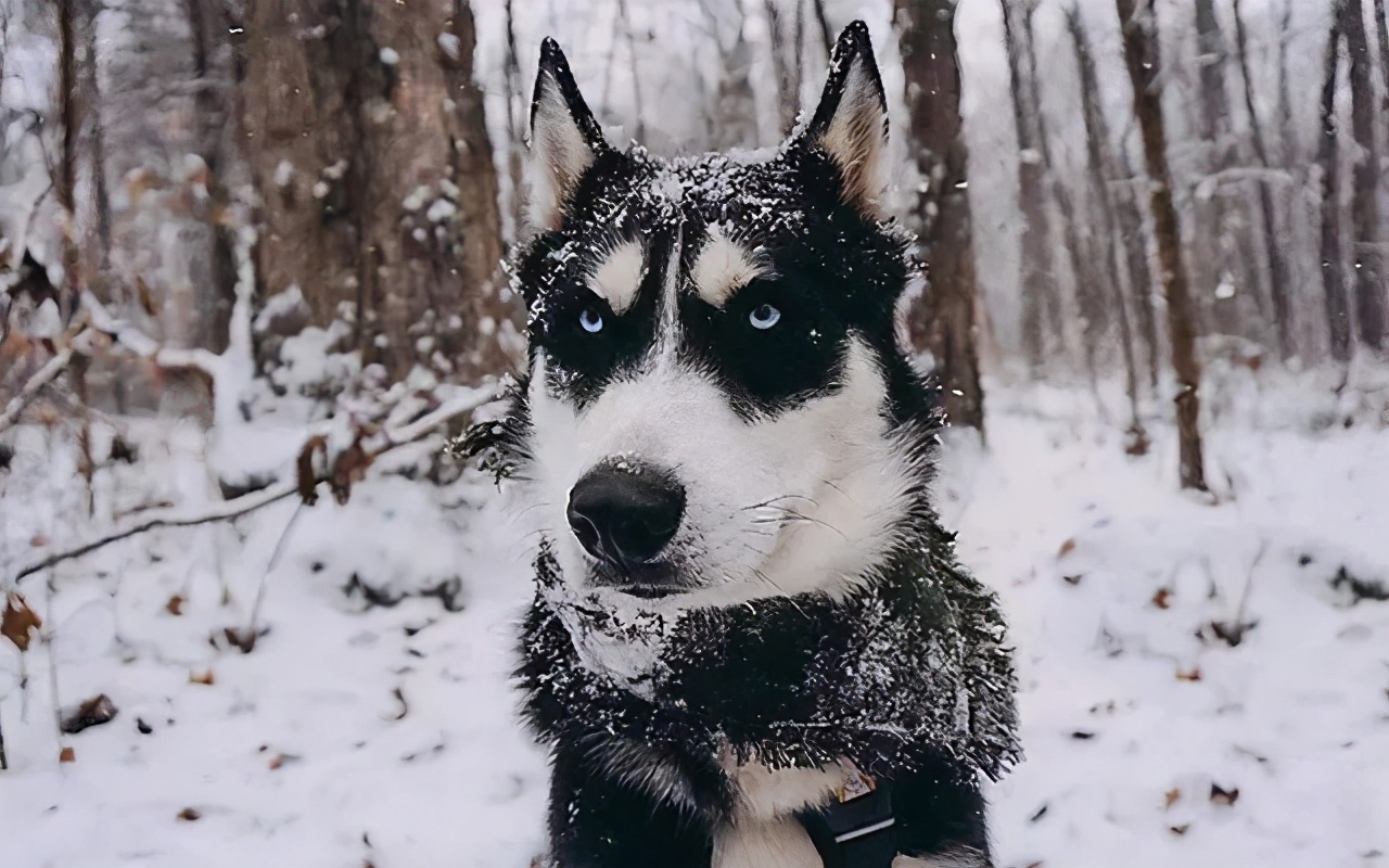 狗狗做错事假装把它丢出门外,狗子不听话可以送出去吓唬它吗