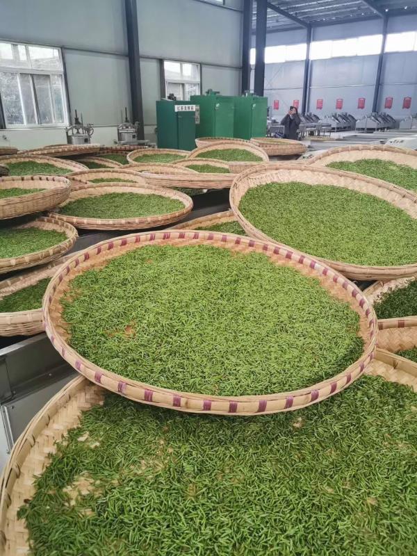 一杯茶汤见匠心盘州亿阳农业疫情防控春茶采摘“两不误”