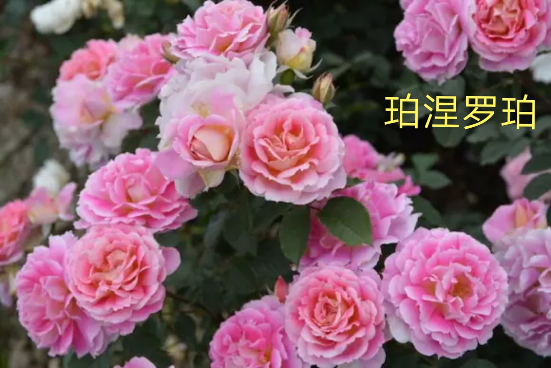 木村卓功推荐的月季,木村卓功月季