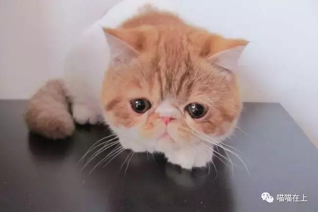 关于加菲猫的视频,关于加菲猫的知识资料