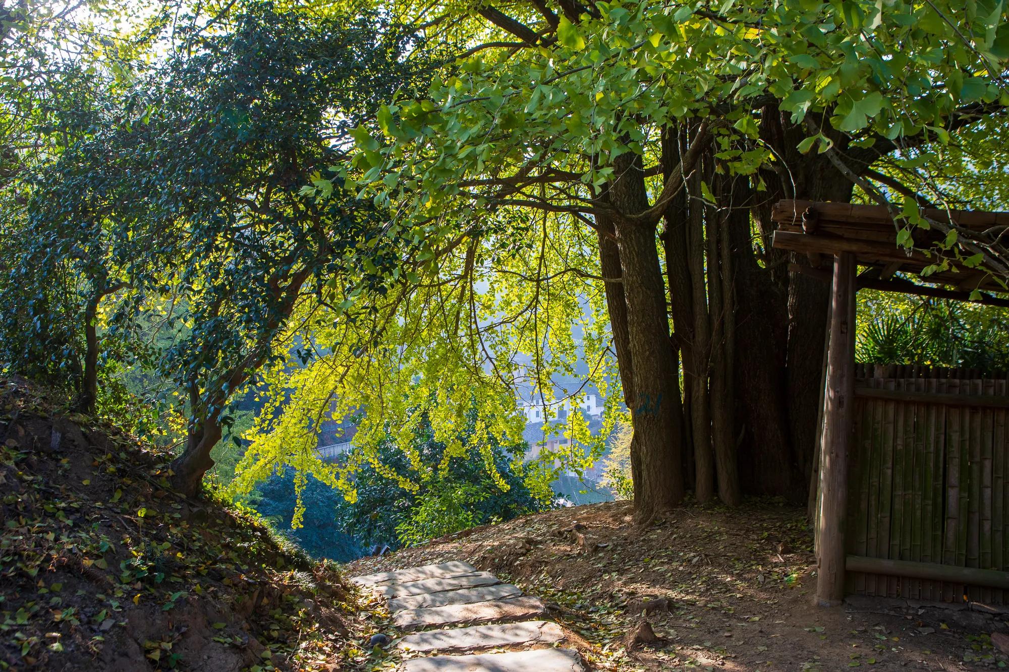高岭古村银杏,高岭乡高岭村