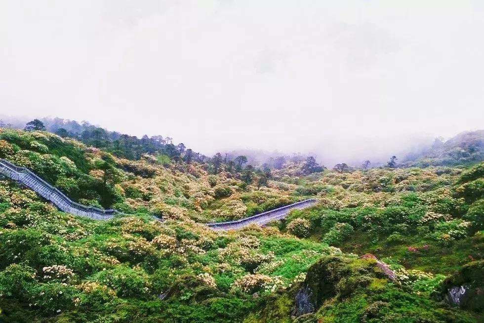 成都自驾百里杜鹃旅游攻略,万亩杜鹃花在青山幽谷