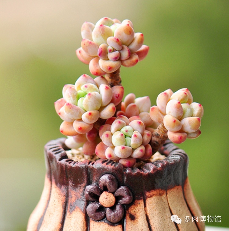 多肉用什么土长得快怎么配土,新手养多肉怎么配土最好