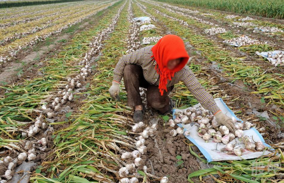 诗经卉木萋萋,卉木萋萋仓庚喈喈采蘩祁祁读音