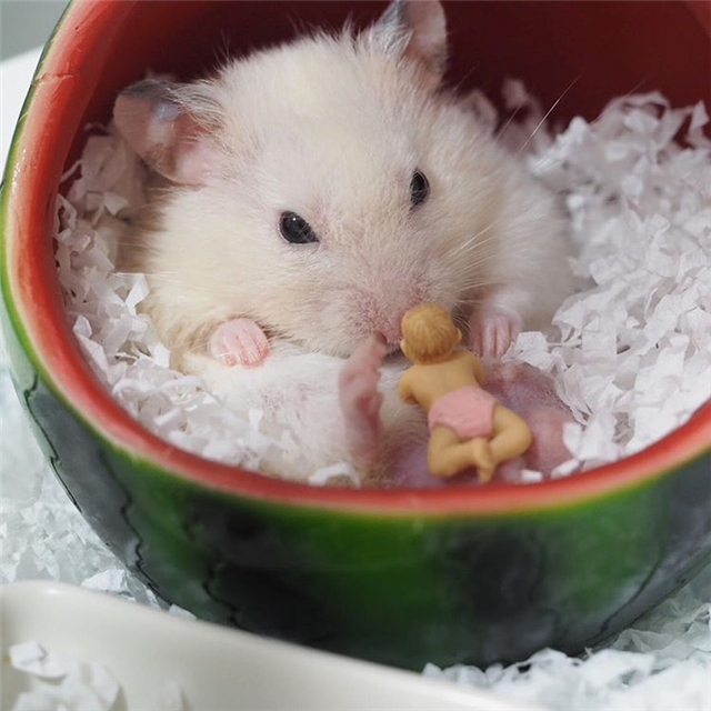 如果仓鼠是星期鼠有办法补救吗,仓鼠有一段时间睡眠不足怎么办