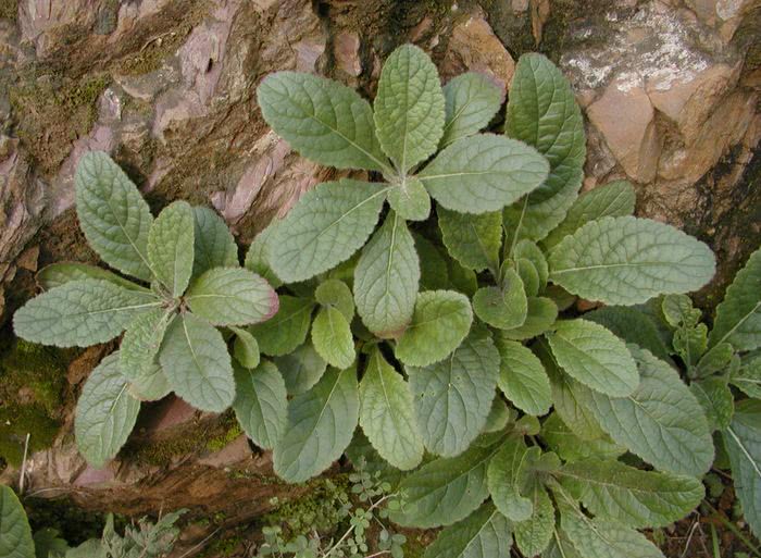 玄参，见过吗？能强阴益精，令人目明