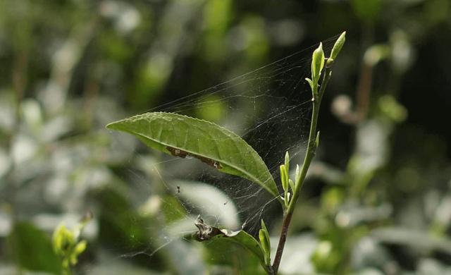 绿茶伤胃吗真的假的,绿茶伤胃