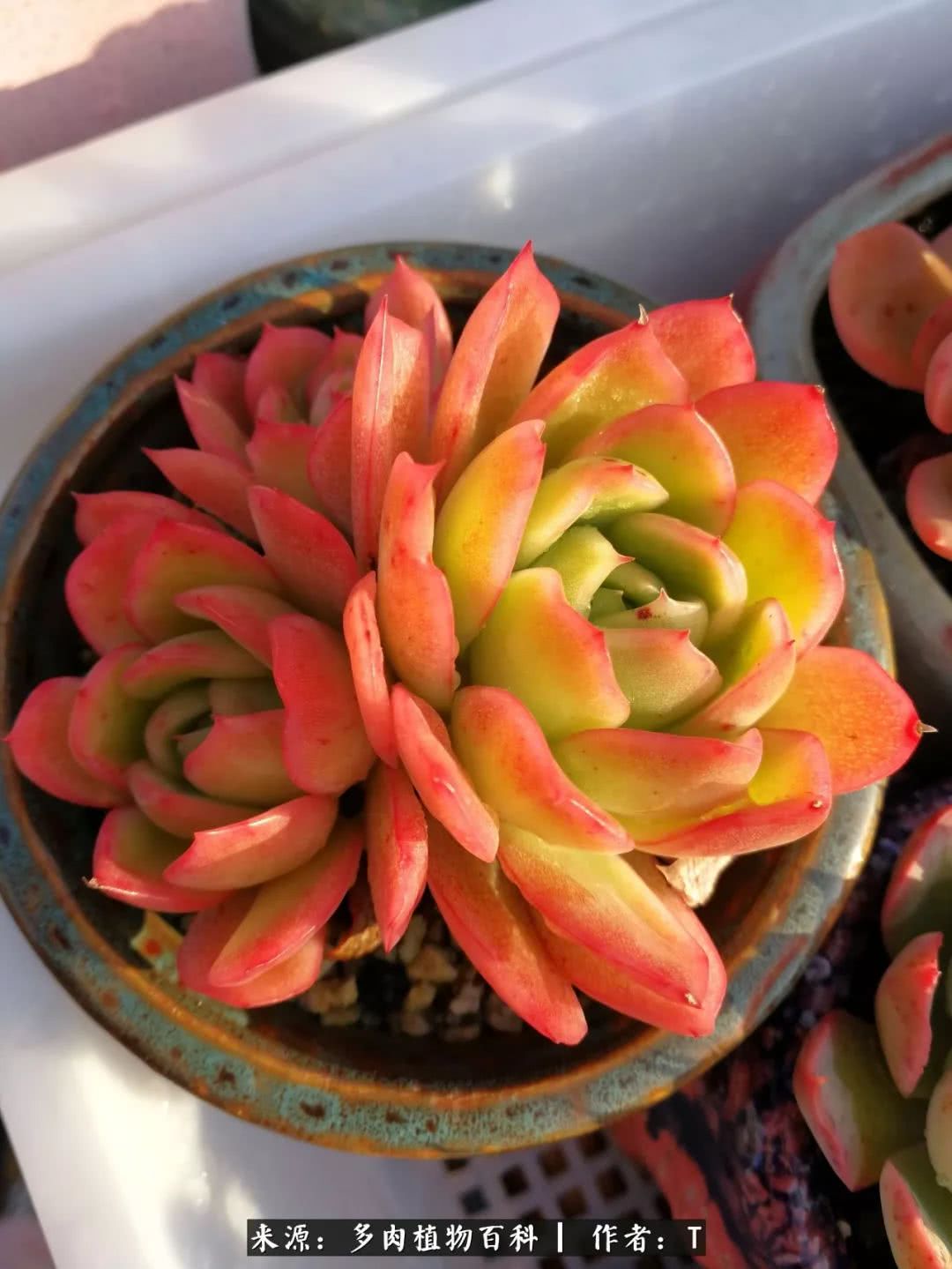 多肉还可以这样玩(上):八年养肉路剪影!