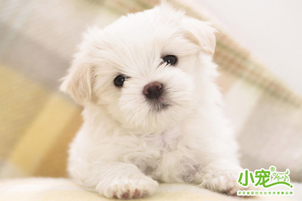 狗狗/猫猫，到了发情期，该怎样帮它度过？