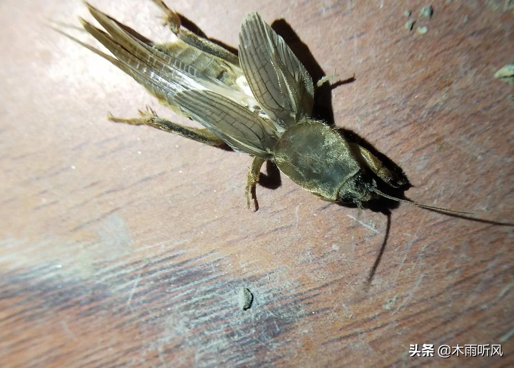 红薯苗用什么药蘸根防治地下害虫,防治红薯地下钻蛀害虫有哪些药