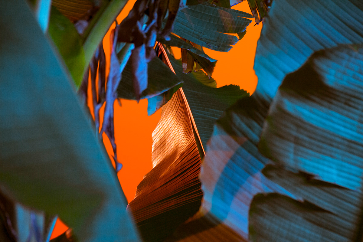 原来树叶也能这样拍,用这几个技巧树叶也能拍得这么美