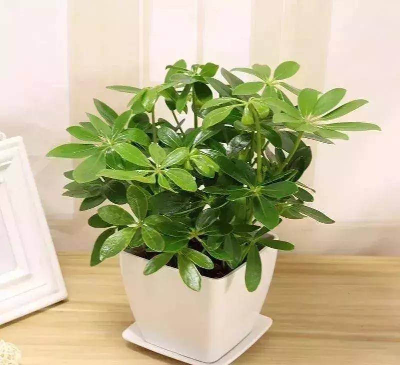 什么花吸甲醛油烟,能吸甲醛油烟的20种植物家家必养