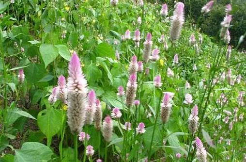 青葙子功能主治,黄连薄荷青葙子