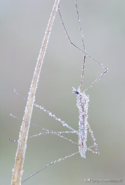 微距摄影拍摄技巧有哪些,微距镜头摄影怎么拍好看