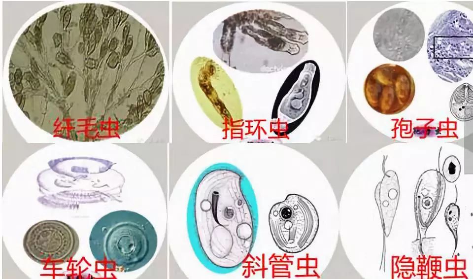 养鱼寄生虫怎么防治,养鱼类需不需要打虫