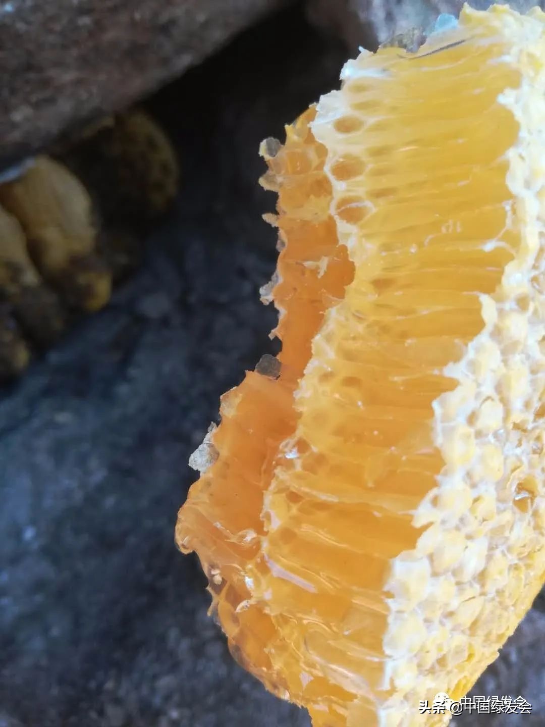 助力蜂农防疫情,拼多多助农战疫的原因