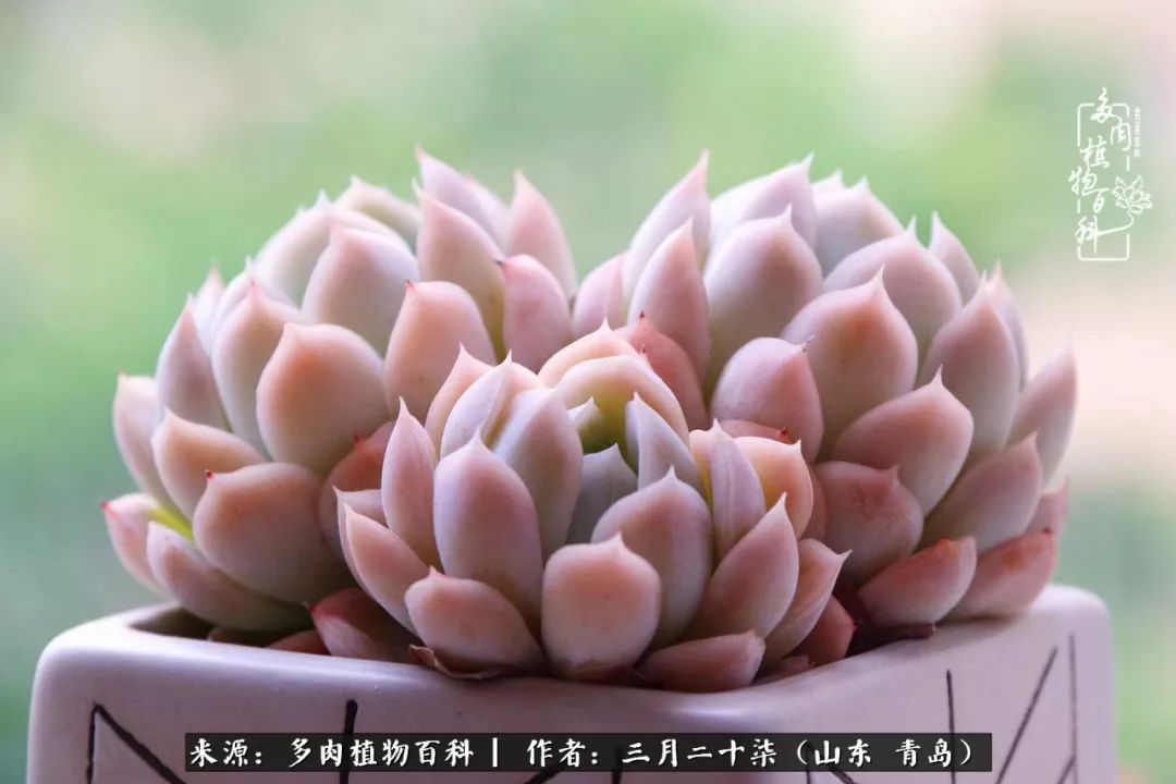 有多肉，有狗狗，给生活多一点惊喜