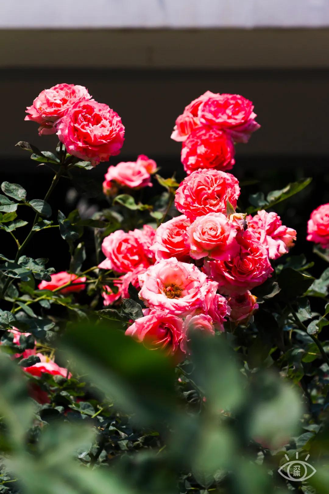 重庆轨道3号线,贵阳地铁3号线