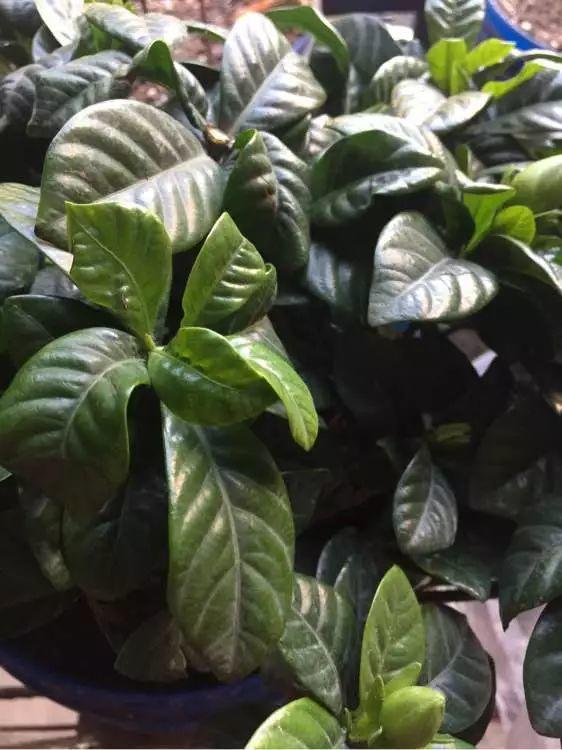 栀子花会变“魔法”,1根枝条长出1盆花,开花洁白味道香