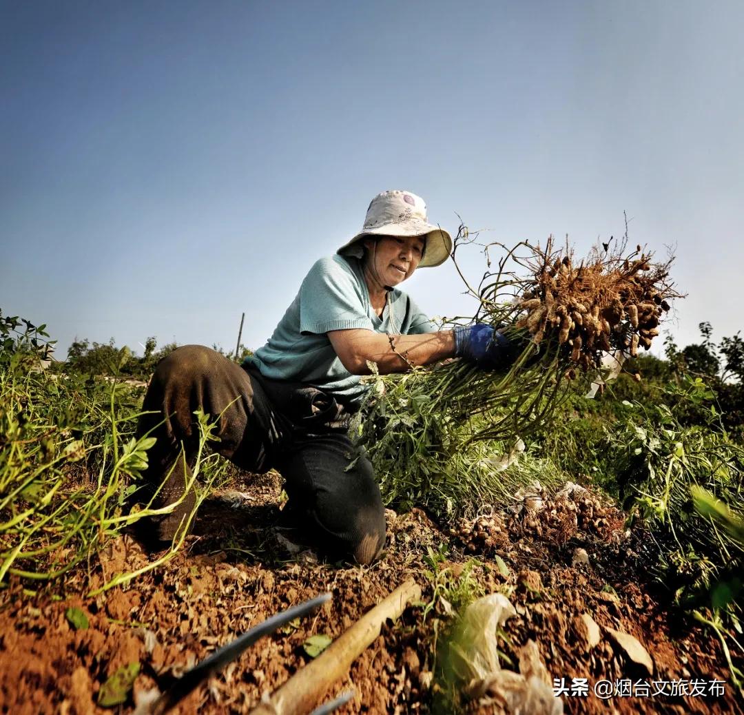 冬天蓬莱好吃的,鲜美蓬莱