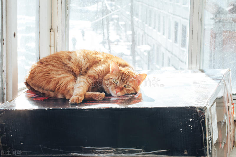 猫咪调皮治疗方法,猫咪顽皮阶段