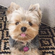 可爱可奶呆萌的小奶狗,可爱呆萌小奶狗