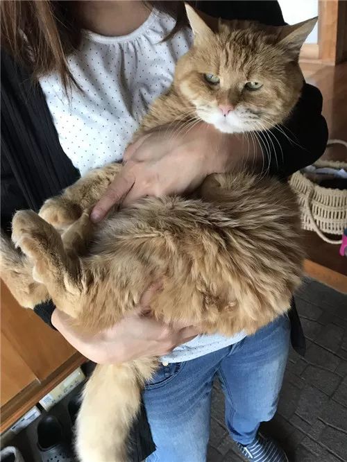 老板，这圆滚滚地怎么恢复出厂设置，说好的小可爱呢？