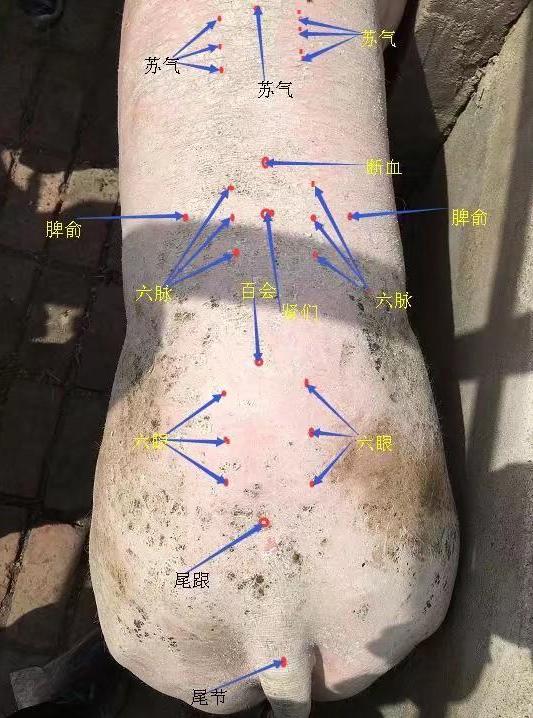 男怕柿子女怕梨母猪最怕什么,男为啥怕柿子母猪为啥怕西瓜皮