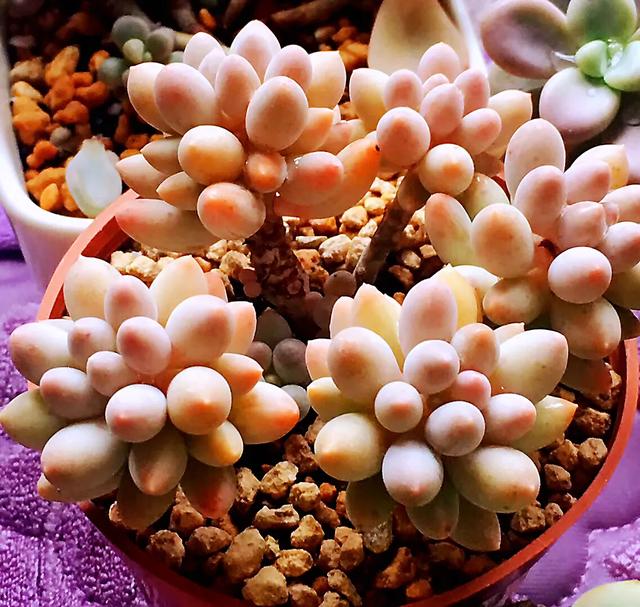 多肉是如何上色的,多肉怎么上色快又好看的绝招