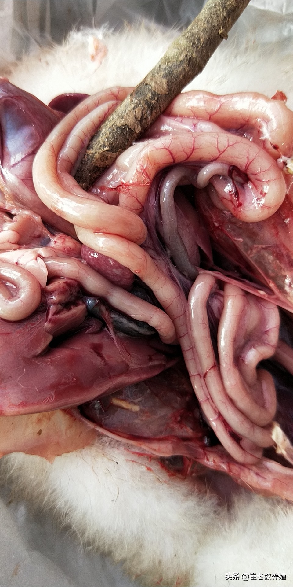 对个别严重肉鸭浆膜炎怎么治疗,肉鸭病毒性浆膜炎用什么药